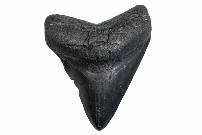 Fossil Megalodon Tooth - South Carolina #371822
